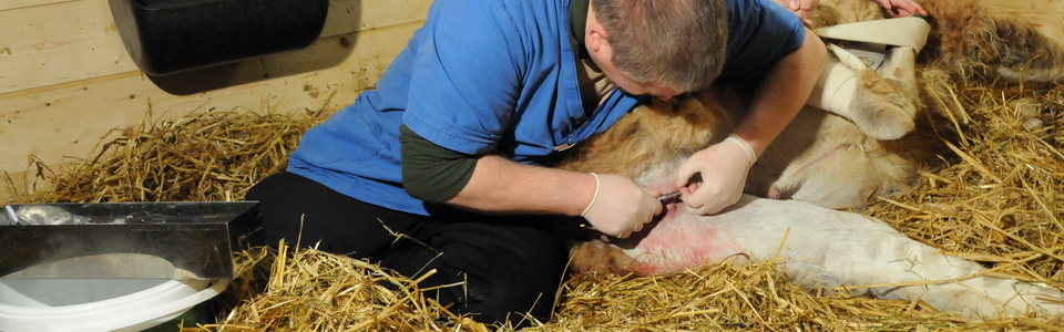 Example of photo caption...